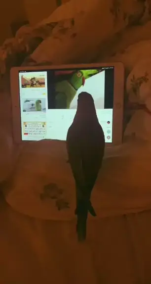 سالب ورعان نيك | Discover