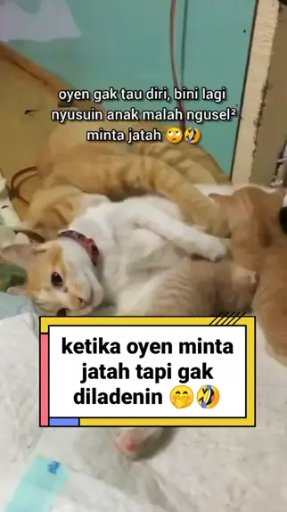 bokep nyusuin anak