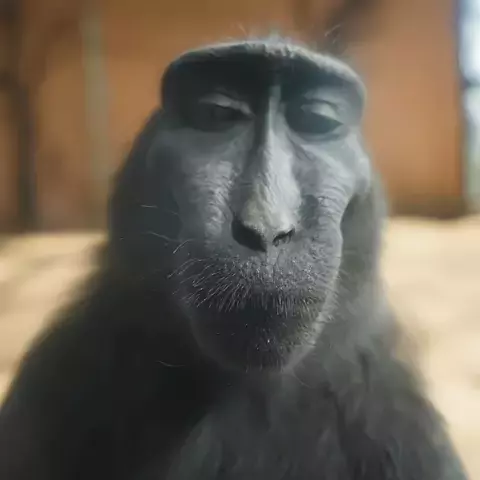 meme rizz monkey meme