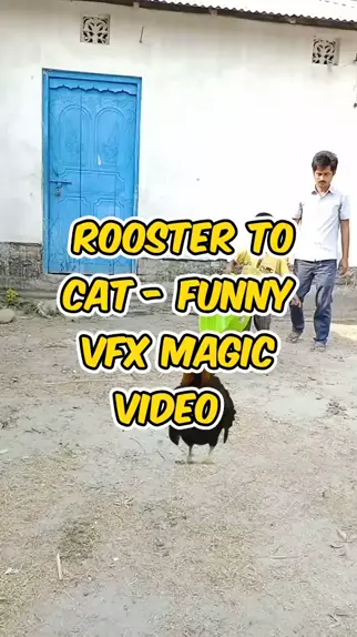 rooster_video & rooster_videos| Discover