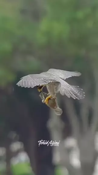 anime ewean & agama atun dan momon| Discover