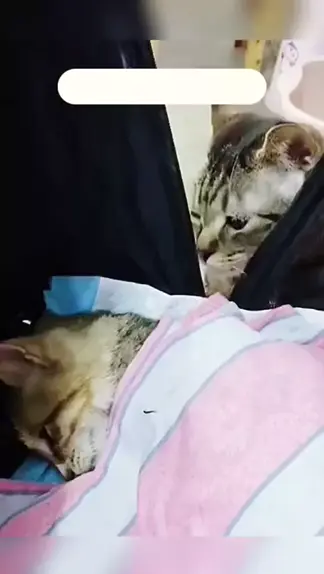 kitty cute innocams
