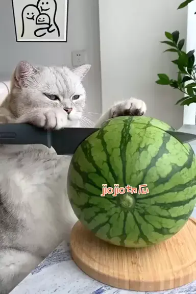 aj fresh peachy catsnack