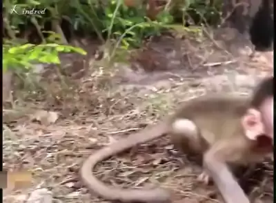 youtube monkey torture | Discover