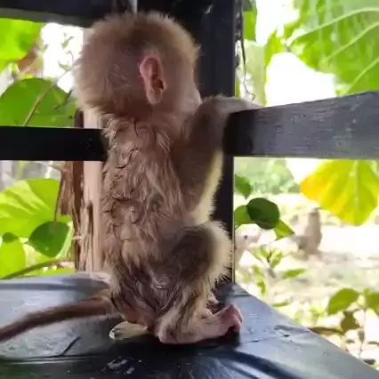 monkey app latina nude &amp; monkey app girls leaked|  ...| Kwai 