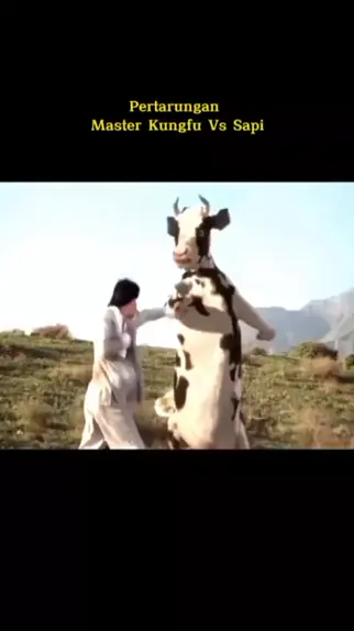 Sapi Fram sapi | Discover