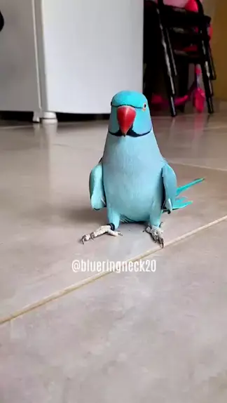 bluegrass.bell naked | Discover