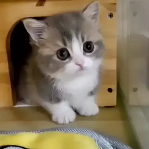 homare kitten leaked & homare kitten| Discover