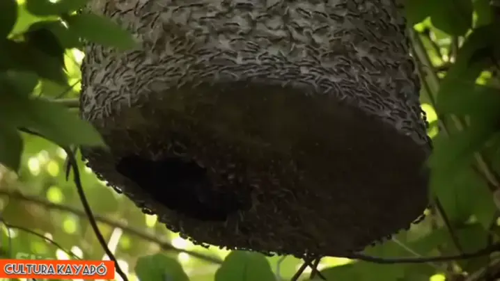 bombenblondie leaked video